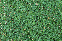 Trifolium fragiferum