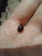 Chrysolina americana