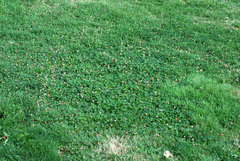 Trifolium fragiferum