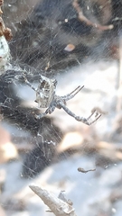 Cyrtophora citricola