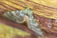 Pseudohemihyalea labecula