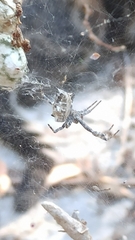 Cyrtophora citricola