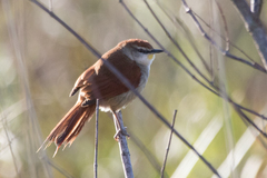 Certhiaxis cinnamomeus