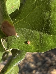 Dryocosmus minusculus