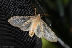 Pseudohemihyalea labecula