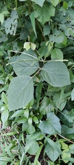 Clerodendrum chinense
