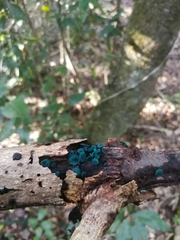 Chlorociboria