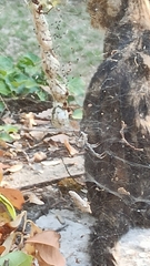 Cyrtophora citricola