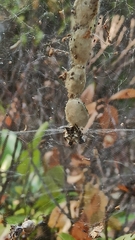 Cyrtophora citricola