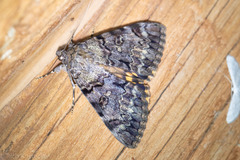 Catocala desdemona