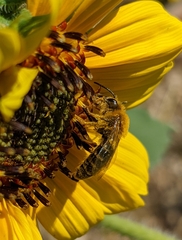 Callandrena