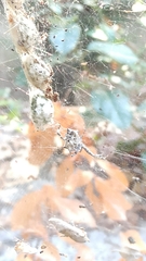 Cyrtophora citricola