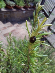 Chrysolina americana