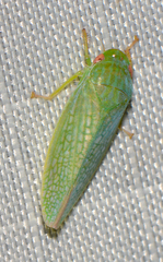 Gyponana