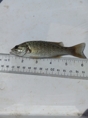 Micropterus dolomieu
