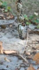 Cyrtophora citricola