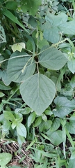 Clerodendrum chinense