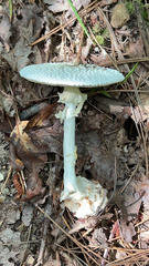 Amanita citrina