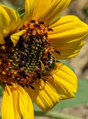 Callandrena