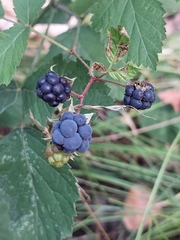 Rubus caesius