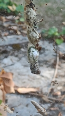 Cyrtophora citricola