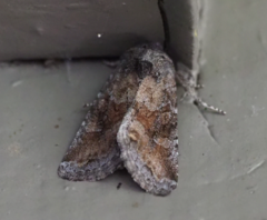 Lacinipolia meditata