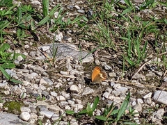 Coenonympha arcania