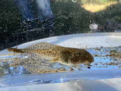 Rana boylii