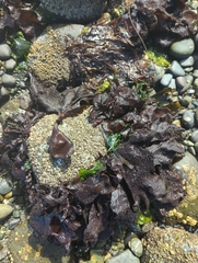 Chondracanthus exasperatus