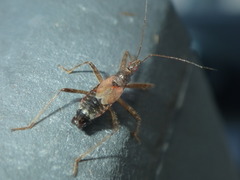 Himacerus apterus