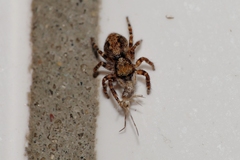 Pseudeuophrys lanigera