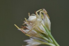 Misumena vatia