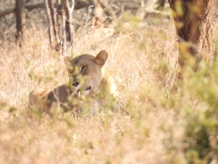 Panthera leo melanochaita