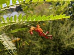 Sesbania vesicaria