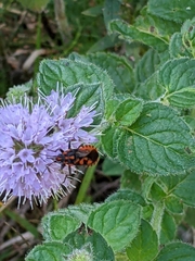 Spilostethus saxatilis