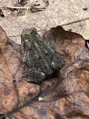 Anaxyrus americanus