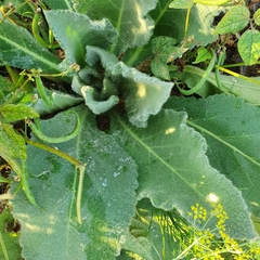 Verbascum densiflorum