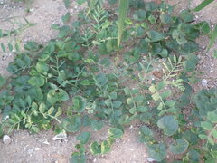 Calystegia soldanella