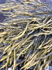Ascophyllum nodosum