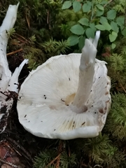 Amanita virosa