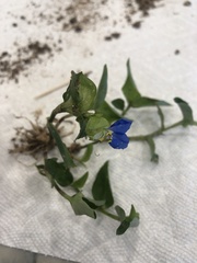 Commelina communis