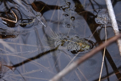 Utricularia intermedia
