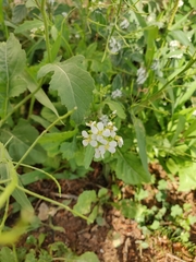 Diplotaxis erucoides