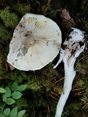 Amanita virosa
