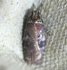 Agonopterix lythrella
