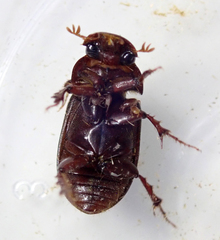 Acrossus rufipes