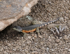 Pseudocordylus subviridis