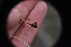 Utricularia intermedia