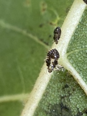 Corythucha juglandis