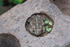 Anaxyrus fowleri